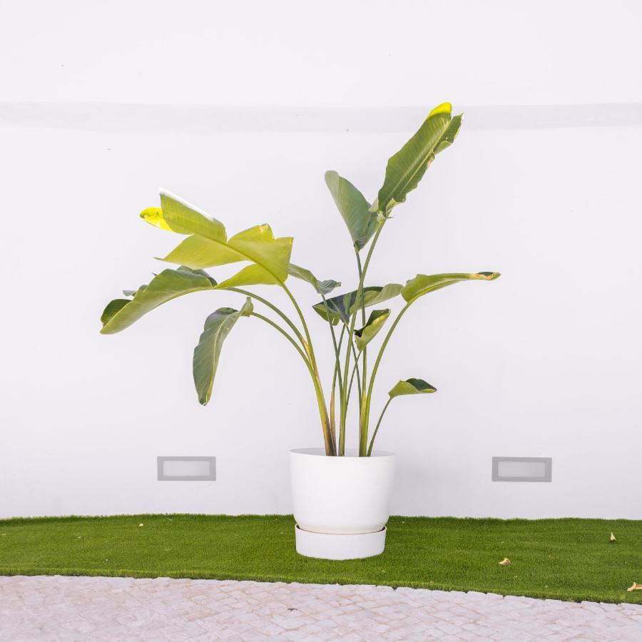 Dear Faro - Guest House エクステリア 写真